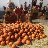Ort Farms photo