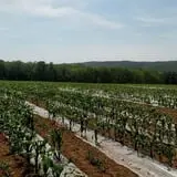 Ort Farms photo