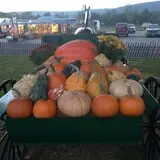 Ort Farms photo