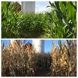 Ort Farms photo