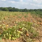 Ort Farms photo