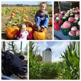 Ort Farms photo