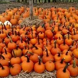 Ort Farms photo