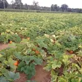 Ort Farms photo