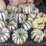 Ort Farms photo