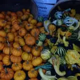 Ort Farms photo