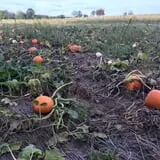 Ort Farms photo