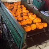 Ort Farms photo