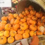 Ort Farms photo