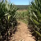 Ort Farms photo