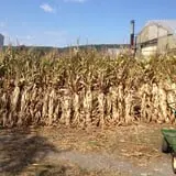 Ort Farms photo