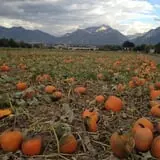 Mabey Farms Pumpkin Patch photo