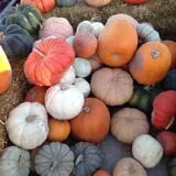 Mabey Farms Pumpkin Patch photo