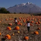 Mabey Farms Pumpkin Patch photo