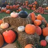 Mabey Farms Pumpkin Patch photo