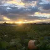 Mabey Farms Pumpkin Patch photo
