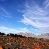 Mabey Farms Pumpkin Patch photo