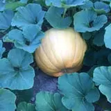 Mabey Farms Pumpkin Patch photo