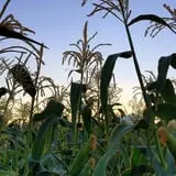 Mabey Farms Pumpkin Patch photo