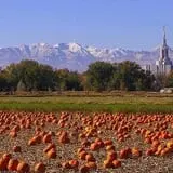 Mabey Farms Pumpkin Patch photo
