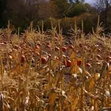 Mabey Farms Pumpkin Patch photo