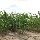Mabey Farms Pumpkin Patch photo