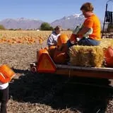 Mabey Farms Pumpkin Patch photo