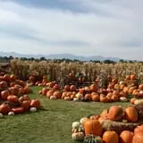 Mabey Farms Pumpkin Patch photo