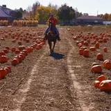 Mabey Farms Pumpkin Patch photo
