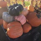 Mabey Farms Pumpkin Patch photo