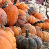 Mabey Farms Pumpkin Patch photo