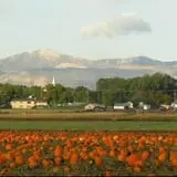 Mabey Farms Pumpkin Patch photo