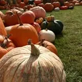 Mabey Farms Pumpkin Patch photo