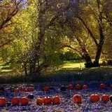 Mabey Farms Pumpkin Patch photo