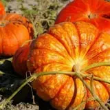 Mabey Farms Pumpkin Patch photo