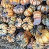 Mabey Farms Pumpkin Patch photo