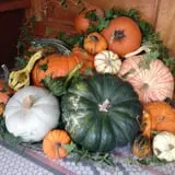 Mabey Farms Pumpkin Patch photo