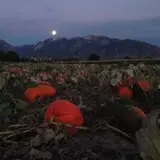 Mabey Farms Pumpkin Patch photo