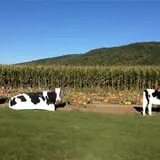 Smithome Farms photo