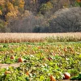 Smithome Farms photo