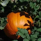 Smithome Farms photo