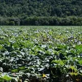 Smithome Farms photo