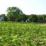 The Mccann Farm Corn Maze & Pumpkin Patch photo