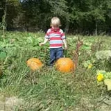 The Mccann Farm Corn Maze & Pumpkin Patch photo