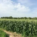 The Mccann Farm Corn Maze & Pumpkin Patch photo