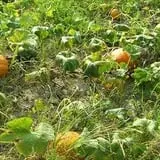 The Mccann Farm Corn Maze & Pumpkin Patch photo