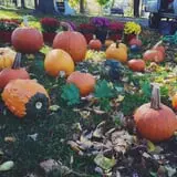 The Mccann Farm Corn Maze & Pumpkin Patch photo