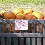 The Mccann Farm Corn Maze & Pumpkin Patch photo