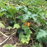 The Mccann Farm Corn Maze & Pumpkin Patch photo