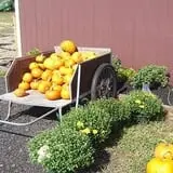 The Mccann Farm Corn Maze & Pumpkin Patch photo